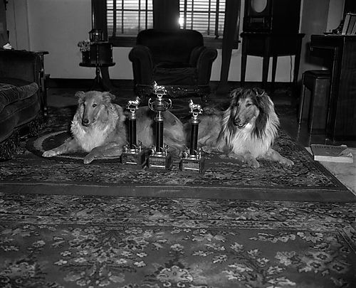 Western Pennsylvania Kennel Association