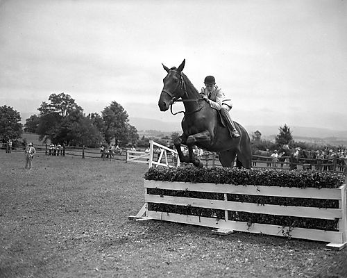 Horse Jumping