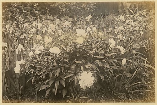 Full Bloom