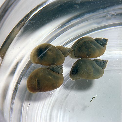 Snails