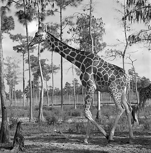 Giraffe