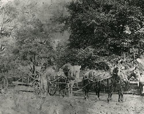 Belgian Horses on Fentzel Farm