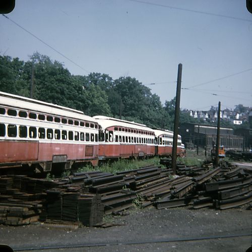 "Bone" Yard Palm Garden