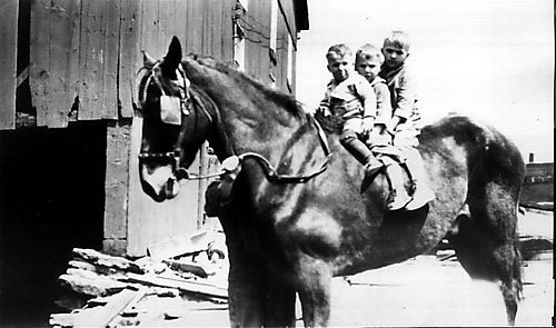The Kuehn Brothers (Fred, Carl, &amp; Bud) on a Horse