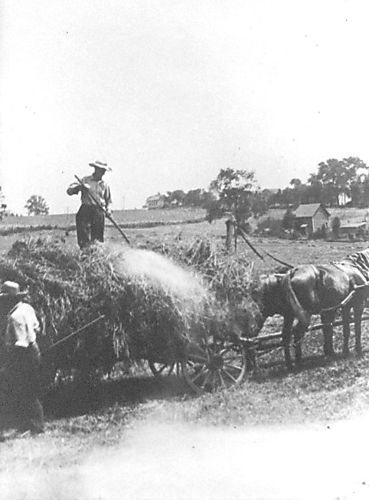 Hay Harvesting on the Duff Farm
