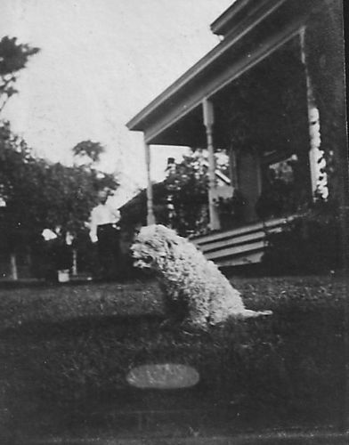 “Toodles” Guarding Hill Crest Farm in 1915