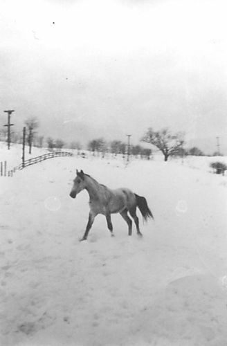 The Maxwell Farm