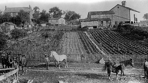 Cole Farm