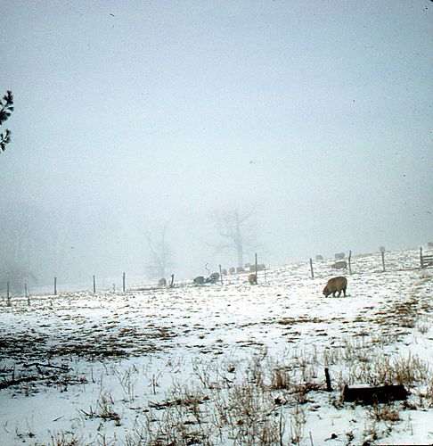 Snowy field with sheep