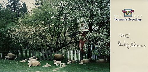 Lambs in springtime on the Gilfillan farm