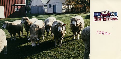 Sheep on the Gilfillan farm