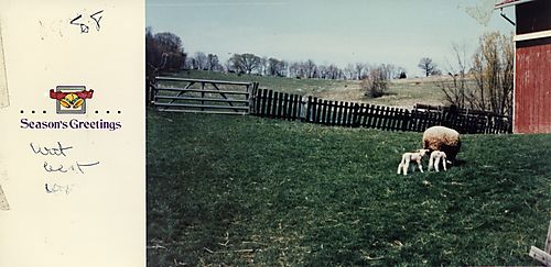 Sheep and lambs on the Gilfillan farm