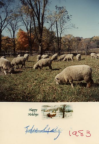 Sheep grazing in a field
