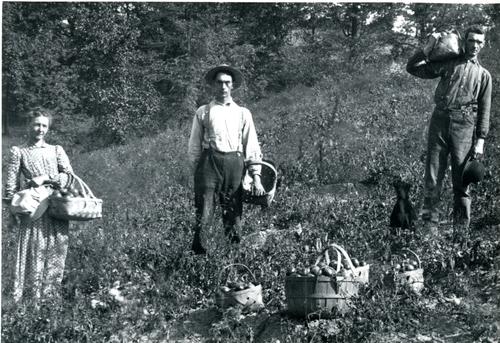 Denny Family Harvesting Apples