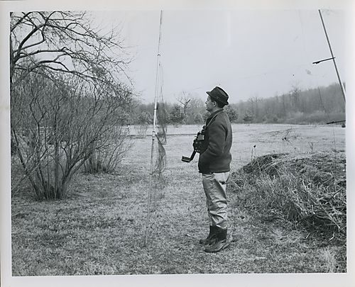 Bird watching near mist nets