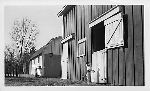 Horse barn and workshop on the Gilfillan farm