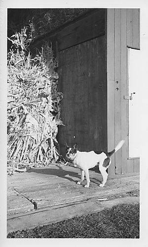 Horse barn on the Gilfillan barn