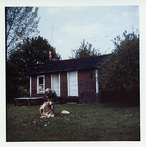 Sheep shearing on the Gilfillan farm