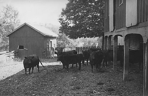 Cows at the big barn on the Gilfillan farm