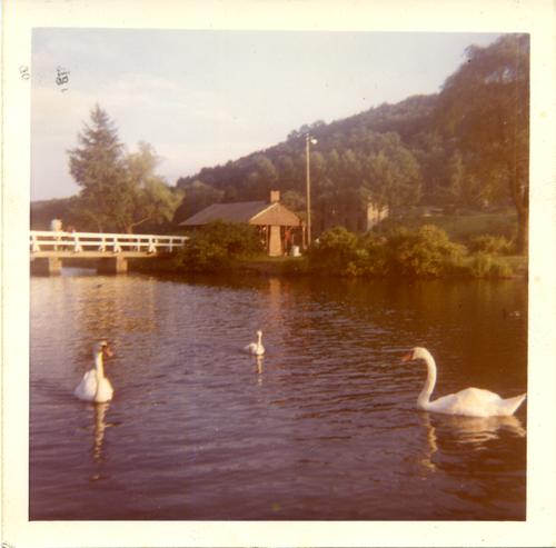 Swans at Marshall Lake in North Park