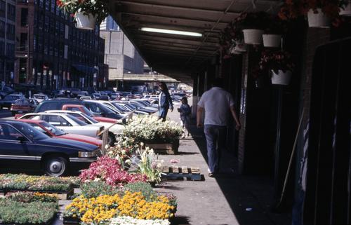 Flowers in the Strip