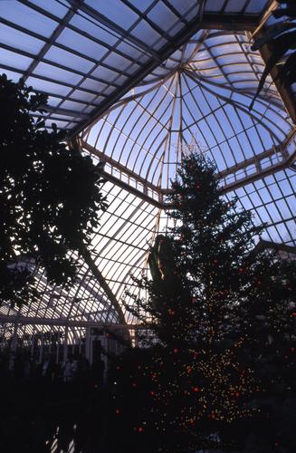 Phipps Conservatory Christmas Tree