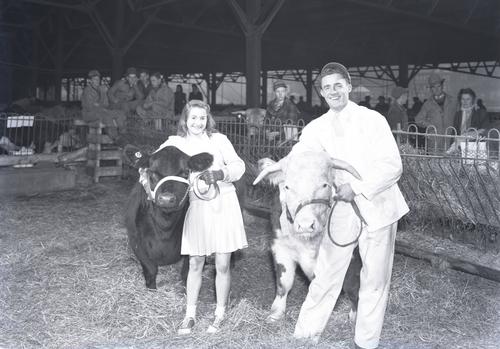 Prize bulls at Herr's Island