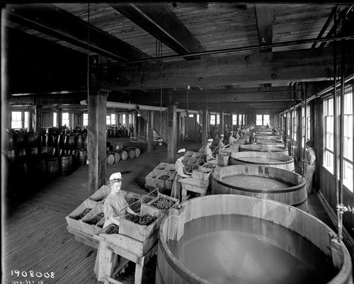 Heinz employees at the Holland plant sorting pickles (2)