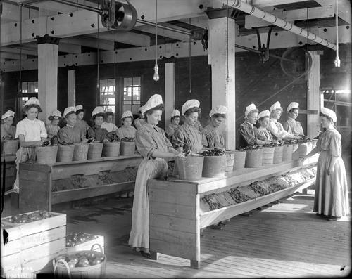 Peeling tomatoes for chutney at Heinz's Grand Rapids plant