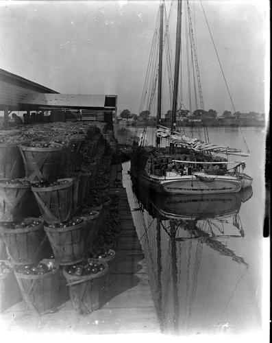 Boatload of Tomatoes at Dock in Salem, New Jersey