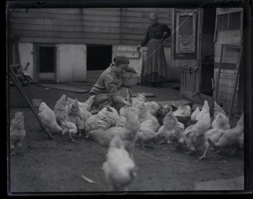 Woman Feeding Chickens