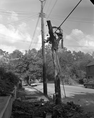 Felling a tree on Watson Boulevard