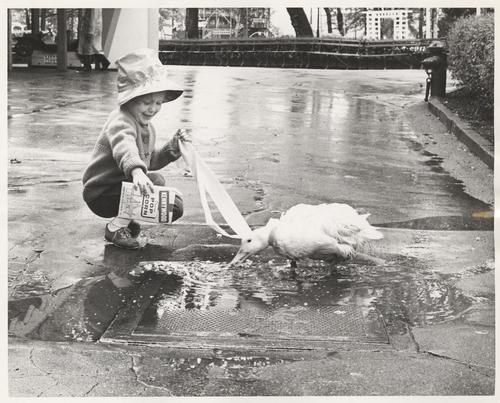Duck feeding at Kennywood