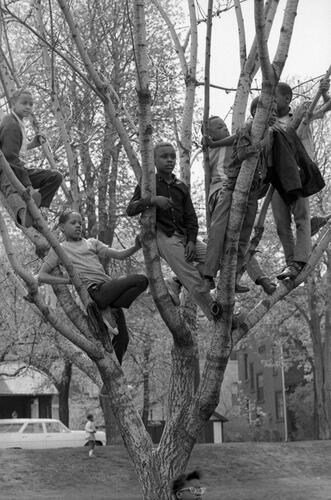 Children Playing in a Tree