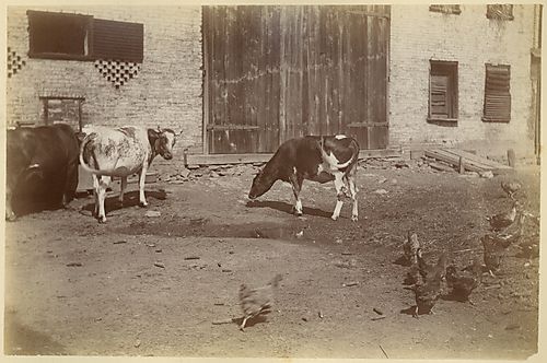 Cattle and Chickens