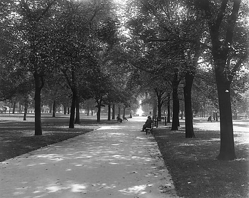 Tree-lined Walkway