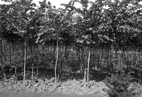 Shade Tree Commission