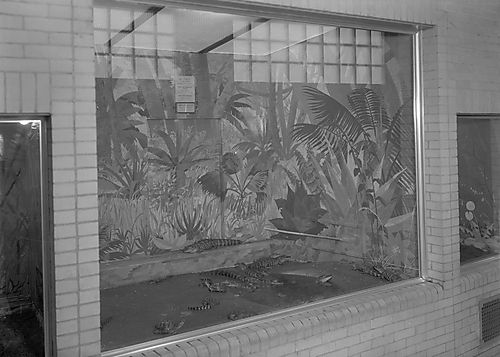 Pittsburgh Zoo -- Reptile Case