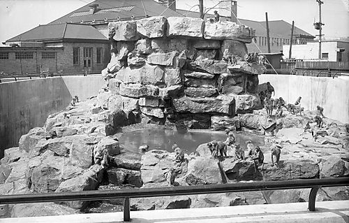 Pittsburgh Zoo -- Monkey Island