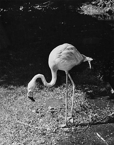 Flamingo at the Zoo