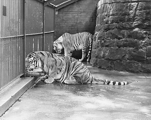 Tigers at the Zoo
