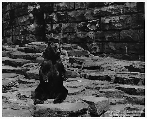 Bear at the Highland Park Zoo