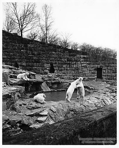 Polar Bears at the Highland Park Zoo
