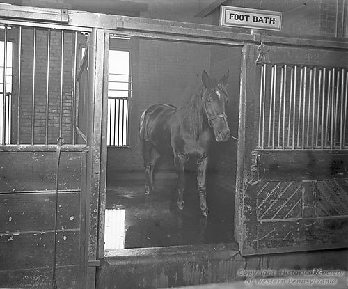Horse in Foot Bath