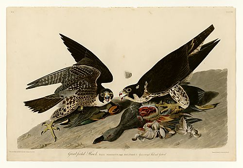 Peregrine Falcon