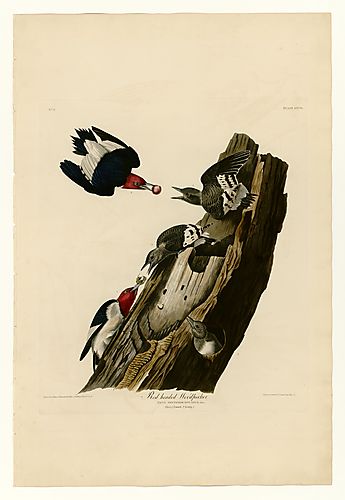 Red headed Woodpecker
