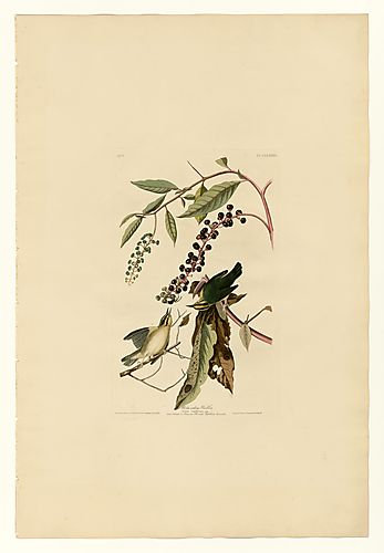 Worm eating Warbler