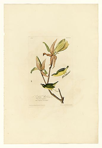 Kentucky Warbler