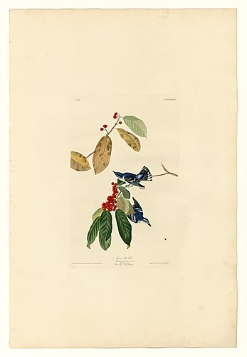 Cerulean Warbler