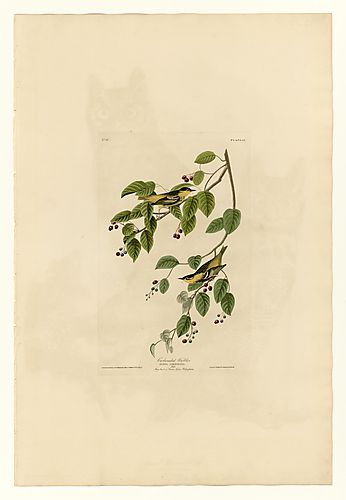 Carbonated Warbler